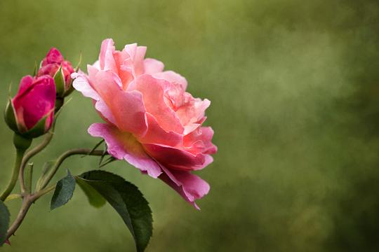 Розовая роза (3). Фото Свободно для коммерческого использования, Атрибуция не требуется. Бесплатное стоковое фото для свободного скачивания