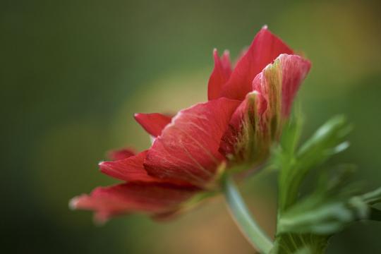 Красный цветок. Фото Free for commercial use, No attribution required. Бесплатное стоковое фото для свободного скачивания
