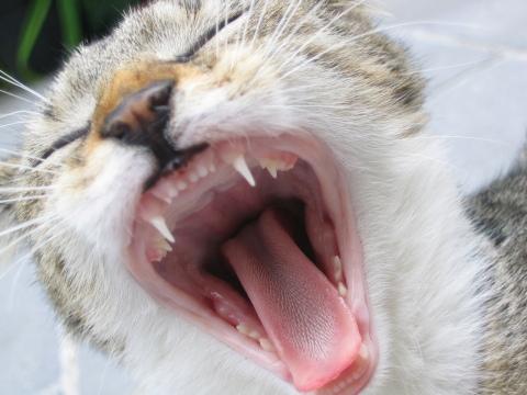 Кошка зевает (2). Фото Свободно для коммерческого использования, Атрибуция не требуется. Бесплатное стоковое фото для свободного скачивания
