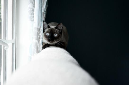 Сиамская кошка. Фото Свободно для коммерческого использования, Атрибуция не требуется. Бесплатное стоковое фото для свободного скачивания