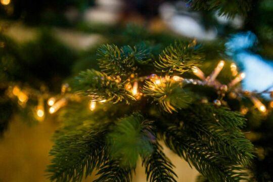 Огни рождественской елки. Фото Free for commercial use, No attribution required. Бесплатное стоковое фото для свободного скачивания