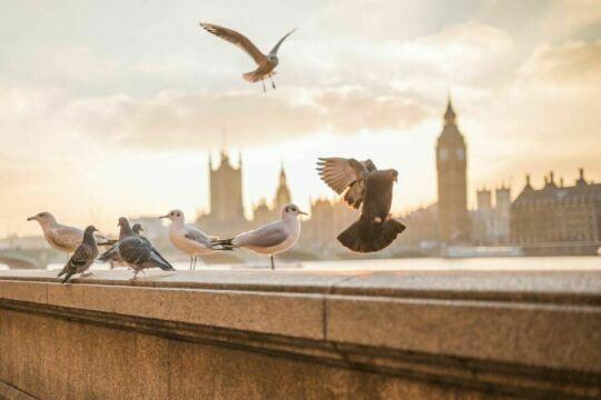 Летающие птицы в Лондоне. Фото Free for commercial use, No attribution required. Бесплатное стоковое фото для свободного скачивания