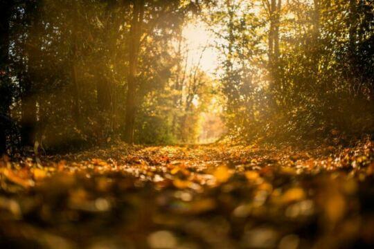 Лес осенью. Фото Свободно для коммерческого использования, Атрибуция не требуется. Бесплатное стоковое фото для свободного скачивания