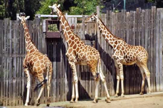 Три жирафа. Фото Свободно для коммерческого использования, Атрибуция не требуется. Бесплатное стоковое фото для свободного скачивания