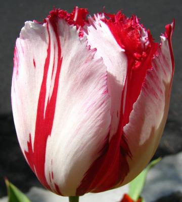 Красно-белый тюльпан с бахромой (2). Фото Свободно для коммерческого использования, Атрибуция не требуется. Бесплатное стоковое фото для свободного скачивания