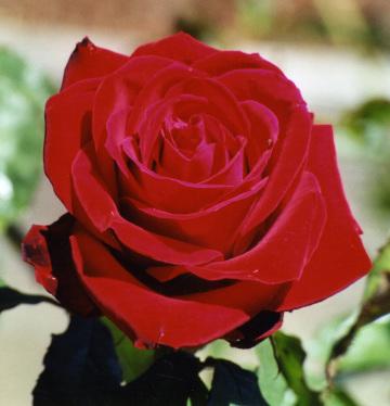 Красная роза (17). Фото Свободно для коммерческого использования, Атрибуция не требуется. Бесплатное стоковое фото для свободного скачивания