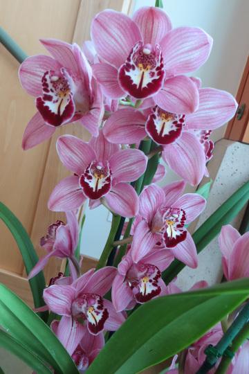 Орхидеи. Фото Свободно для коммерческого использования, Атрибуция не требуется. Бесплатное стоковое фото для свободного скачивания