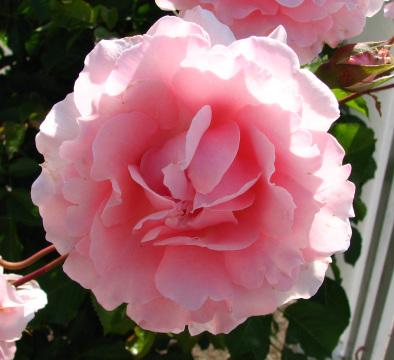 Розовая роза (14). Фото Свободно для коммерческого использования, Атрибуция не требуется. Бесплатное стоковое фото для свободного скачивания
