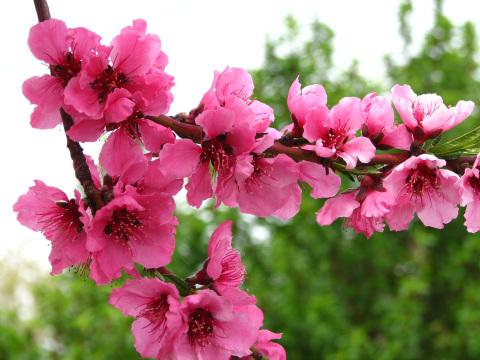 Розовые цветы фруктового дерева. Фото Свободно для коммерческого использования, Атрибуция не требуется. Бесплатное стоковое фото для свободного скачивания