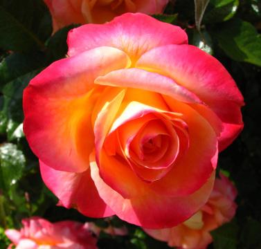 Розово-оранжево-желтая роза. Фото Свободно для коммерческого использования, Атрибуция не требуется. Бесплатное стоковое фото для свободного скачивания