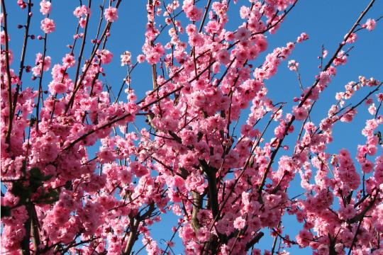 Цветет розовое фруктовое дерево (2). Фото Свободно для коммерческого использования, Атрибуция не требуется. Бесплатное стоковое фото для свободного скачивания