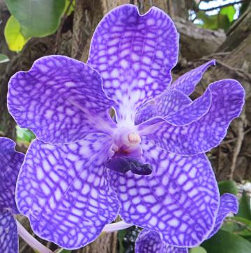 Фиолетовая орхидея в крапинку. Фото Свободно для коммерческого использования, Атрибуция не требуется. Бесплатное стоковое фото для свободного скачивания