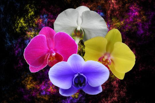 Композиция из орхидей. Фото Свободно для коммерческого использования, Атрибуция не требуется. Бесплатное стоковое фото для свободного скачивания