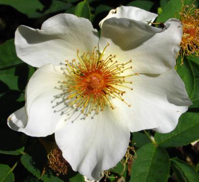 Белая дикая роза. Фото Свободно для коммерческого использования, Атрибуция не требуется. Бесплатное стоковое фото для свободного скачивания