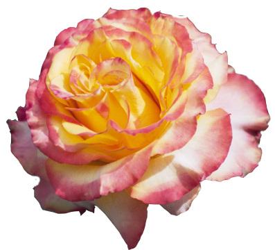 Розово-желтая роза (2). Фото Свободно для коммерческого использования, Атрибуция не требуется. Бесплатное стоковое фото для свободного скачивания