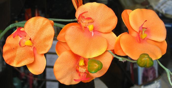 Оранжевые орхидеи. Фото Свободно для коммерческого использования, Атрибуция не требуется. Бесплатное стоковое фото для свободного скачивания
