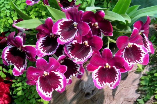 Розовые орхидеи. Фото Свободно для коммерческого использования, Атрибуция не требуется. Бесплатное стоковое фото для свободного скачивания