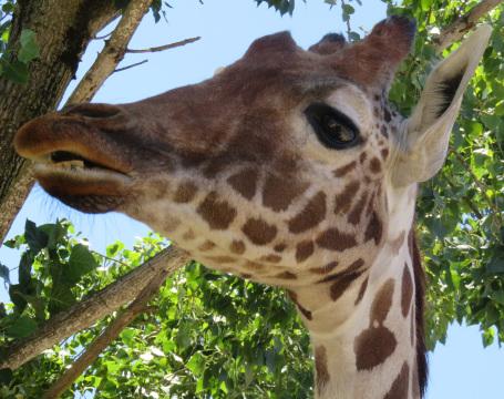 Голова жирафа (3). Фото Свободно для коммерческого использования, Атрибуция не требуется. Бесплатное стоковое фото для свободного скачивания