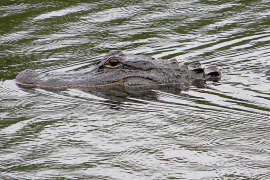 Плавающий крокодил. Фото Свободно для коммерческого использования, Атрибуция не требуется. Бесплатное стоковое фото для свободного скачивания