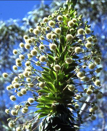 Белый гавайский цветок. Фото Свободно для коммерческого использования, Атрибуция не требуется. Бесплатное стоковое фото для свободного скачивания