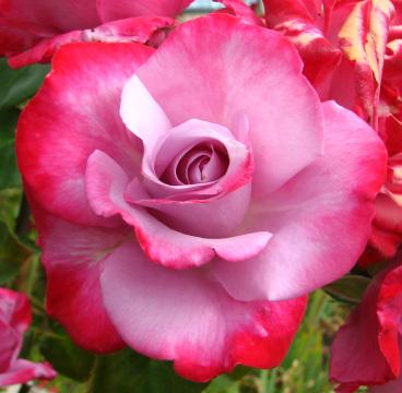 Двухцветная розовая роза. Фото Свободно для коммерческого использования, Атрибуция не требуется. Бесплатное стоковое фото для свободного скачивания