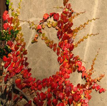 Красные листья на коричневой стене. Фото Free for commercial use, No attribution required. Бесплатное стоковое фото для свободного скачивания