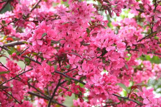 Цветет розовое фруктовое дерево. Фото Свободно для коммерческого использования, Атрибуция не требуется. Бесплатное стоковое фото для свободного скачивания