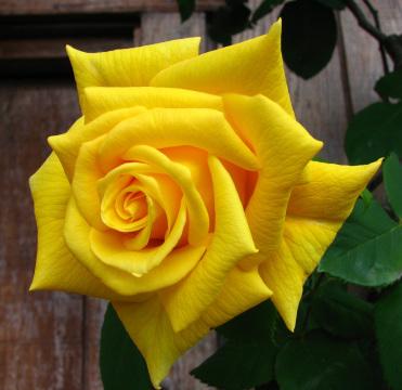 Желтая роза (4). Фото Свободно для коммерческого использования, Атрибуция не требуется. Бесплатное стоковое фото для свободного скачивания