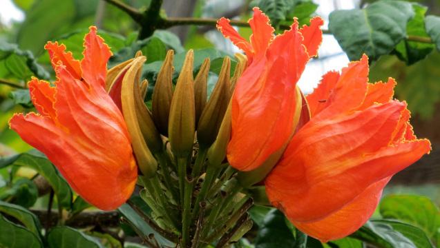 Похожие на тюльпаны красные гавайские цветы. Фото Free for commercial use, No attribution required. Бесплатное стоковое фото для свободного скачивания