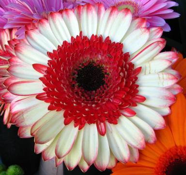 Красно-белый цветок, похожий на маргаритку. Фото Free for commercial use, No attribution required. Бесплатное стоковое фото для свободного скачивания