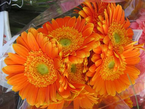 Оранжевые цветы, похожие на маргаритки. Фото Free for commercial use, No attribution required. Бесплатное стоковое фото для свободного скачивания