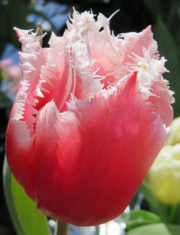 Тюльпан с розово-белой бахромой. Фото Free for commercial use, No attribution required. Бесплатное стоковое фото для свободного скачивания
