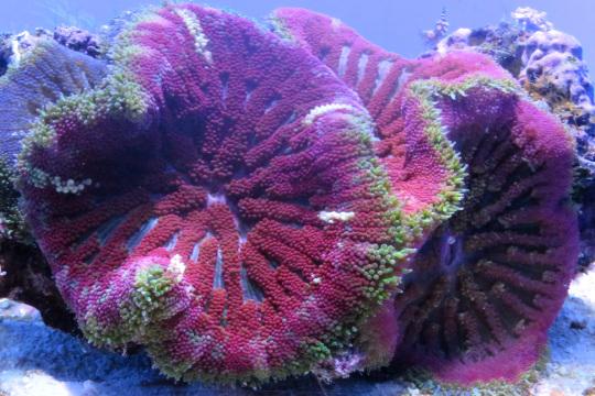 Пурпурный коралл. Фото Свободно для коммерческого использования, Атрибуция не требуется. Бесплатное стоковое фото для свободного скачивания