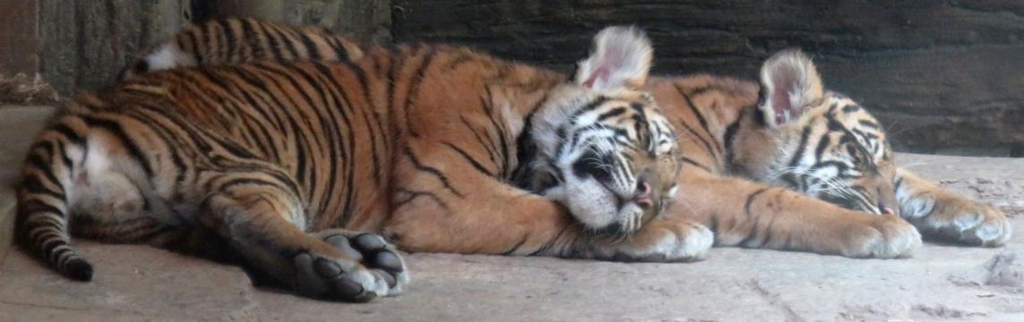 Спящие тигрята. Фото Free for commercial use, No attribution required. Бесплатное стоковое фото для свободного скачивания