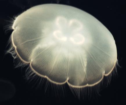 Медуза (3). Фото Свободно для коммерческого использования, Атрибуция не требуется. Бесплатное стоковое фото для свободного скачивания