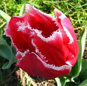 Красно-белый тюльпан с бахромой. Фото Free for commercial use, No attribution required. Бесплатное стоковое фото для свободного скачивания