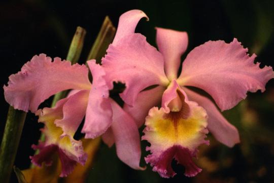 Розовые орхидеи каттлеи. Фото Свободно для коммерческого использования, Атрибуция не требуется. Бесплатное стоковое фото для свободного скачивания