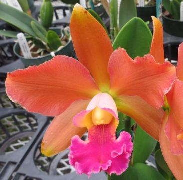 Розово-оранжевая орхидея каттлея. Фото Свободно для коммерческого использования, Атрибуция не требуется. Бесплатное стоковое фото для свободного скачивания