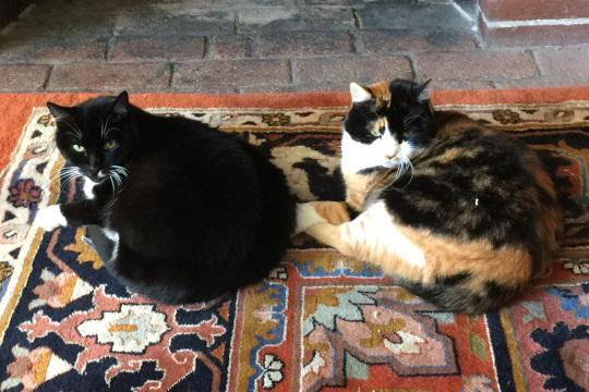 Две кошки на узорчатом ковре. Фото Свободно для коммерческого использования, Атрибуция не требуется. Бесплатное стоковое фото для свободного скачивания