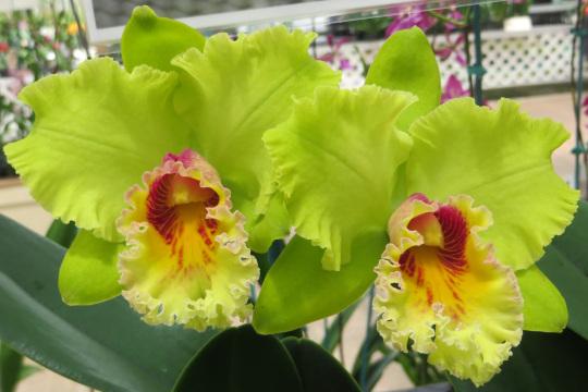 Зеленые орхидеи каттлеи. Фото Свободно для коммерческого использования, Атрибуция не требуется. Бесплатное стоковое фото для свободного скачивания
