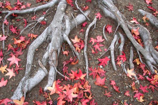 осенние листья и корни деревьев. Фото Free for commercial use, No attribution required. Бесплатное стоковое фото для свободного скачивания