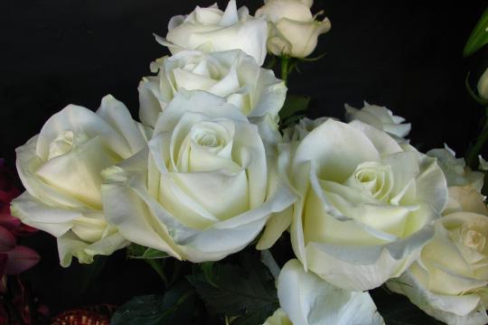 Белые розы. Фото Free for commercial use, No attribution required. Бесплатное стоковое фото для свободного скачивания