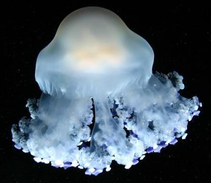 Голубоватая медуза. Фото Свободно для коммерческого использования, Атрибуция не требуется. Бесплатное стоковое фото для свободного скачивания