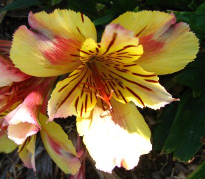 Красный и желтый цветок (2). Фото Свободно для коммерческого использования, Атрибуция не требуется. Бесплатное стоковое фото для свободного скачивания