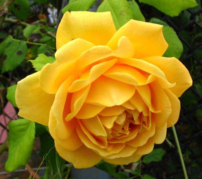 Желтая роза. Фото Free for commercial use, No attribution required. Бесплатное стоковое фото для свободного скачивания