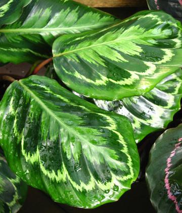 Узорчатые тропические листья. Фото Свободно для коммерческого использования, Атрибуция не требуется. Бесплатное стоковое фото для свободного скачивания