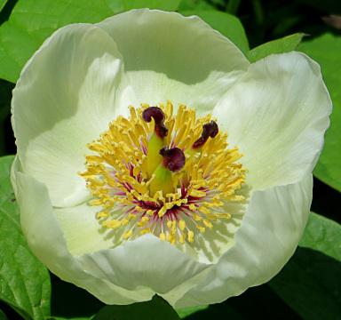 Белый цветок (5). Фото Свободно для коммерческого использования, Атрибуция не требуется. Бесплатное стоковое фото для свободного скачивания