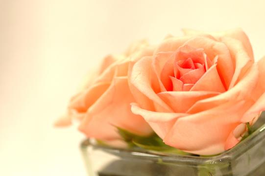 Персиковая роза (2). Фото Свободно для коммерческого использования, Атрибуция не требуется. Бесплатное стоковое фото для свободного скачивания