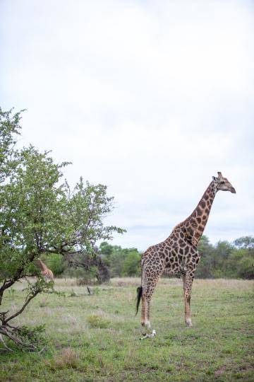 Жираф. Африка. Фото Free for commercial use, No attribution required. Бесплатное стоковое фото для свободного скачивания