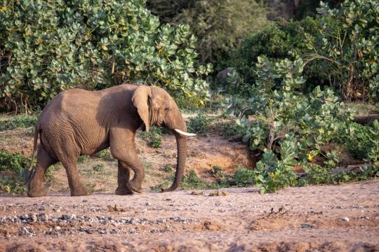 Слон в Африке. Фото Free for commercial use, No attribution required. Бесплатное стоковое фото для свободного скачивания